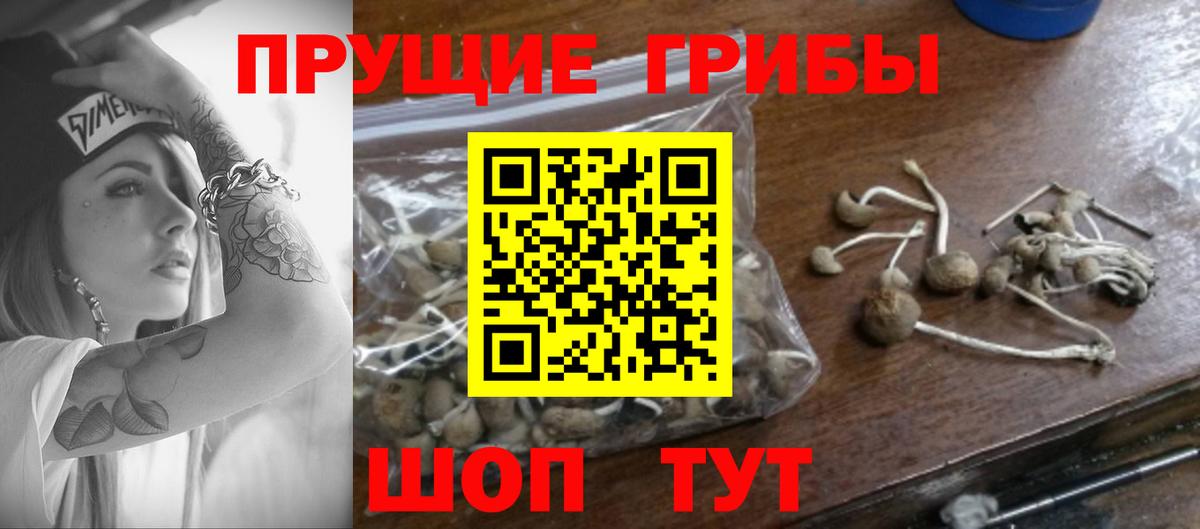 Красный Сулин  Галлюциногенные грибы Psilocybe  Вход с VPN  Псилоцибиновые грибы Psilocybine cubensis 